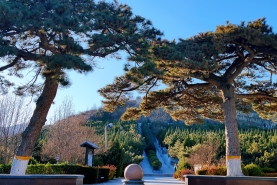 温泉墓园松柏